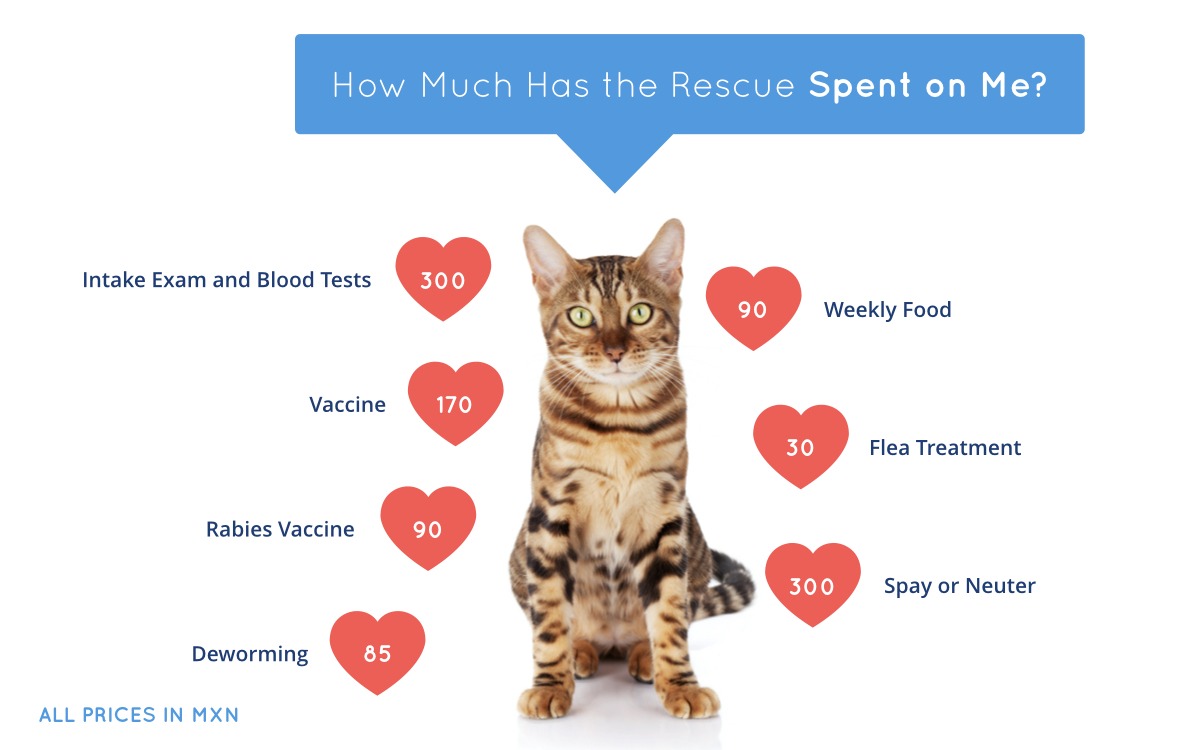 Cat Adoption Fees Mazatlan Animal Rescue