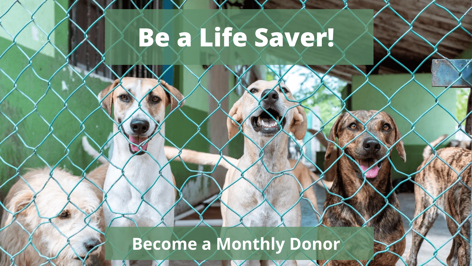Become a Monthly Donor (1)