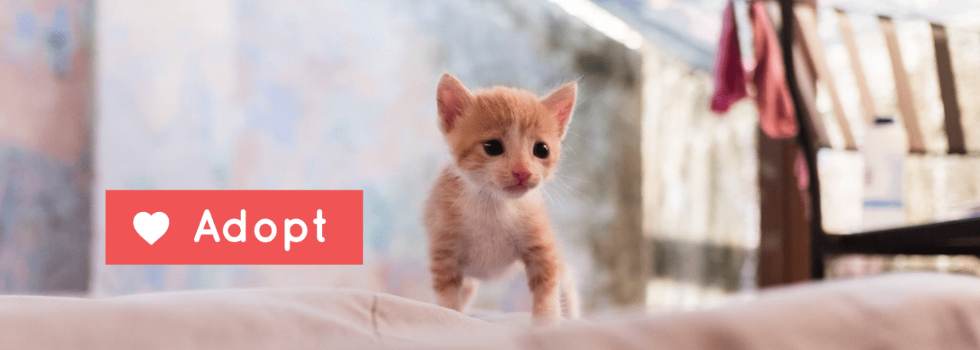 Mazatlan Animal Rescue Adopt