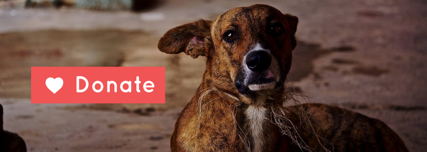 Mazatlan Animal Rescue Donate