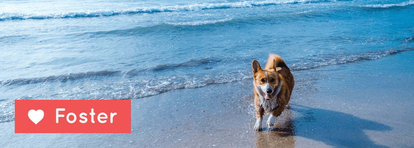 Mazatlan Animal Rescue Foster
