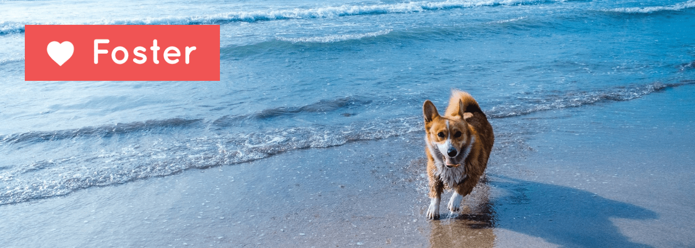 Mazatlan Animal Rescue Foster