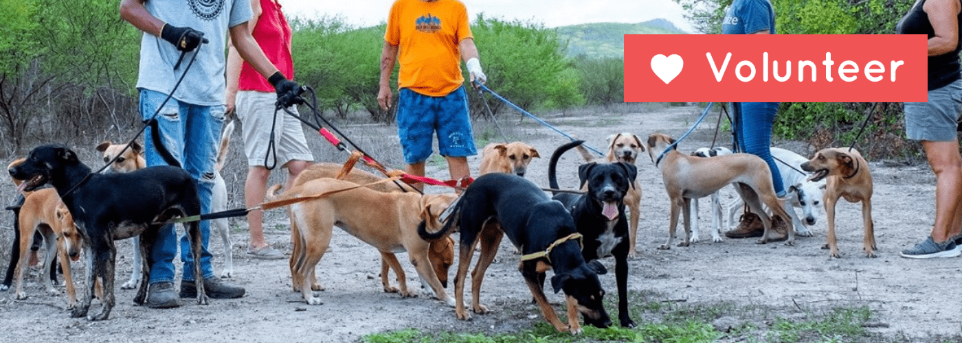 Mazatlan Animal Rescue Volunteer