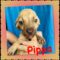 Pippa