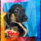 Tico