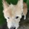 Rufo