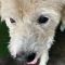 Rufo