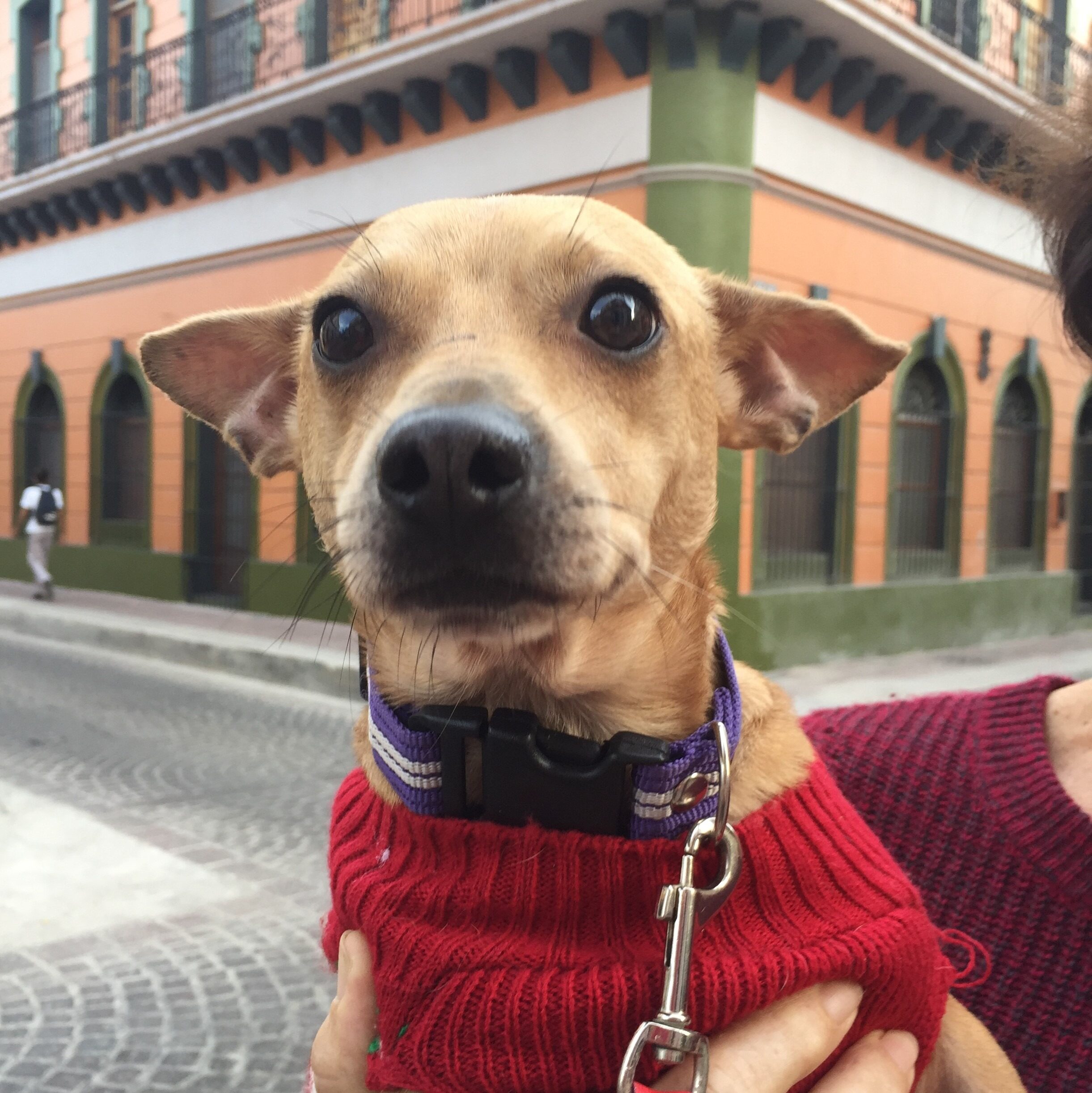 Mazatlan Animal Rescue - Keeping Your Dog Healthy in Mexico