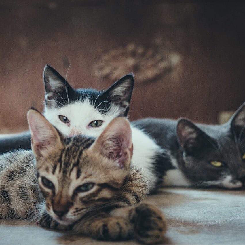 three-short-fur-assorted-color-cats-979503